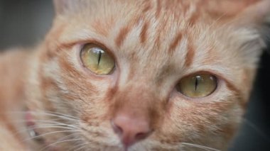 Garajda çok endişeli görünen kızıl kedi.