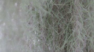 Tillandsia ve İspanyol yosunu ev dekorasyonu için bir hava bitkisidir..