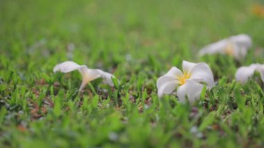 Beyaz Frangipani ya da Plumeria çiçekleri çimlere düşüyor, Spa meditasyonu doğada.