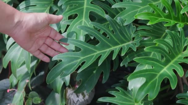 Tuinman Controleert Verse Groene Bladeren Van Filodendron Xanadu — Stockvideo