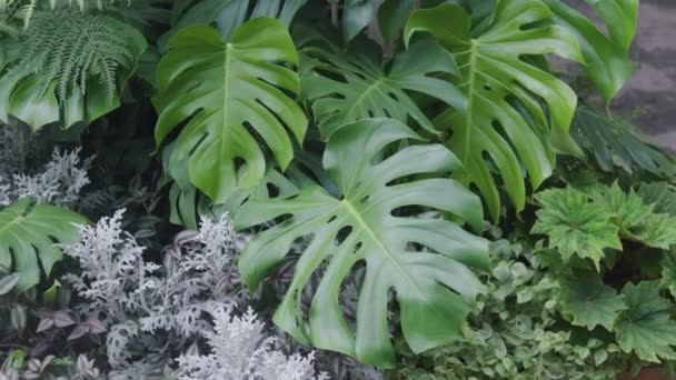 Свежие Зеленые Листья Филодендрона Монстера Саду — стоковое видео