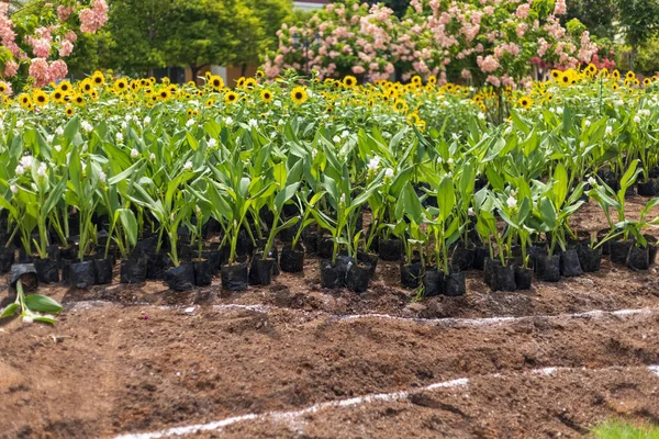 Flores Curcuma Plantando Parque Ciudad — Foto de Stock