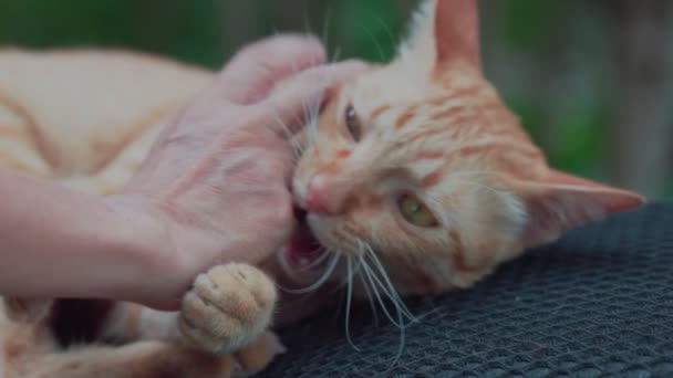 Ginger Cat Gato Mordiendo Propietarios Mano Levemente — Vídeos de Stock