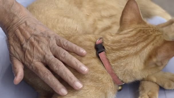 Терапия Престарелых Домашние Животные Делают Пациентов Здоровыми Счастливыми — стоковое видео