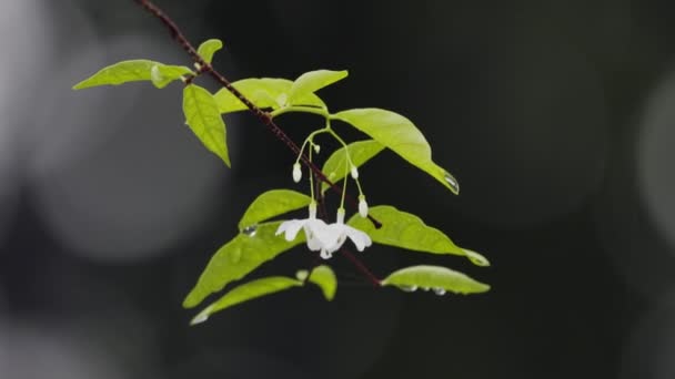 Close Moke Flower Wrightia Religiosa Backyard — Stock Video