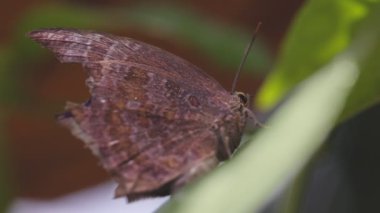 Tayland 'ın arka bahçesinde yaprak üzerinde dinlenen yaşlı kahverengi kelebek..