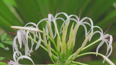 yağmur damlacıkları yeşil yapraklarda