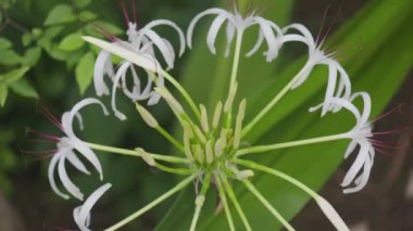Crinum zambak çiçeğinin üzerine yağmur damlacıkları
