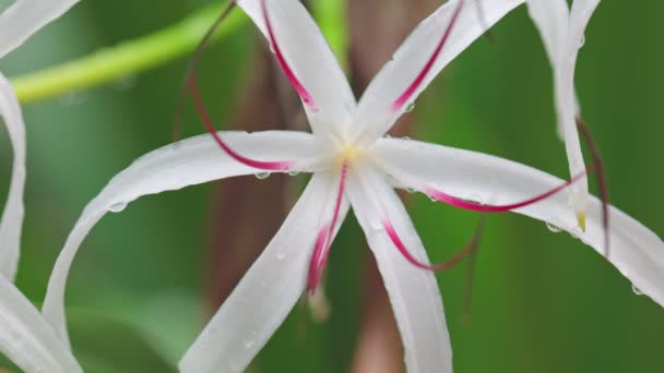 Gouttelettes Pluie Sur Fleur Lys Crinum — Video