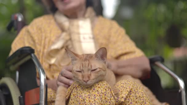 Ηλικιωμένη Γυναίκα Κρατώντας Γάτα Τζίντζερ Αναπηρική Καρέκλα Στην Πίσω Αυλή — Αρχείο Βίντεο