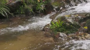 Yağmur ormanlarında akan ağır çekim dağ nehri, Chiang Mai Tayland.