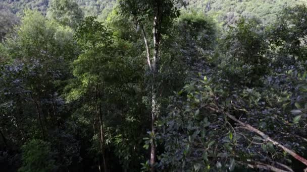 Las Deszczowy Północnej Tajlandii — Wideo stockowe