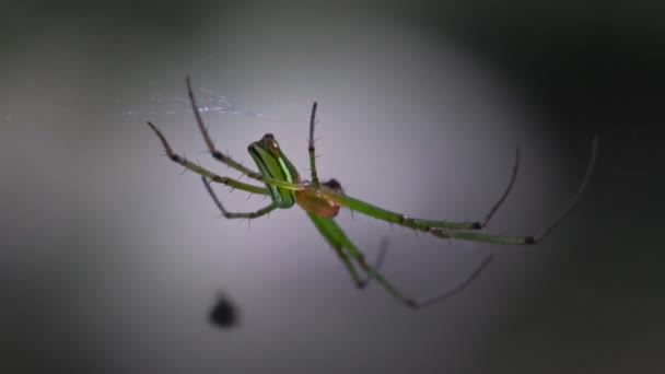 Pavouk Čeká Kořist Deštném Pralese Severním Thajsku — Stock video