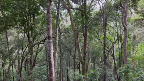 Selva Tropical Chiang Mai Norte Tailandia — Vídeos de Stock
