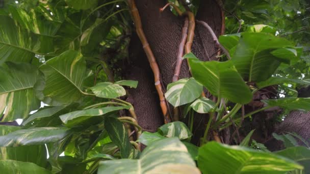 Epipremnum Aureum Devil Ivy Golden Pothos Büyük Ağaçta Büyüme — Stok video