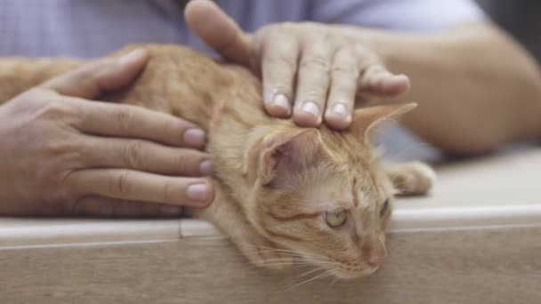 Homem Sênior Relaxar Tocar Gato Gengibre Pátio — Vídeo de Stock