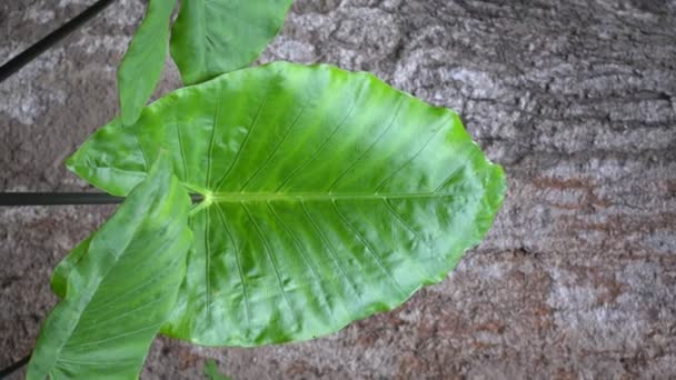 Vetisch Van Olifantenoorblad Alocasia Macrorrhizos Zwarte Stengel Achtertuin — Stockvideo