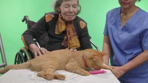 Pets Therapy Membantu Demensia Tua Latar Belakang Kunci Chroma — Stok Video