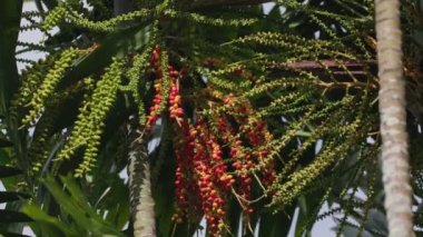 Ağaçta olgunlaşan MacArthur palmiyesi.
