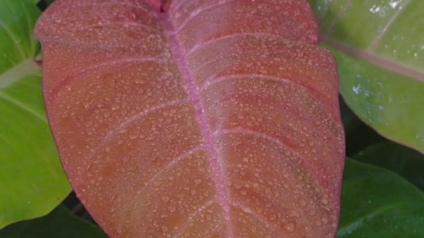 Close Van Regendruppels Rood Philodendron Blad — Stockvideo