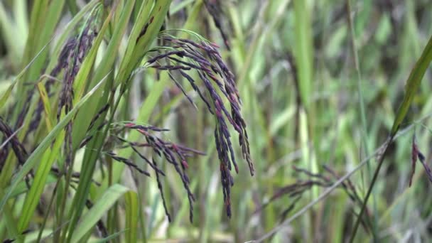 Семена Черного Риса Поле Остатки Пестицидов Отсутствуют — стоковое видео