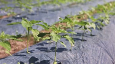 Çiftçiler ayçiçeği bahçesinde ot kontrolü için plastik film kullanırlar..