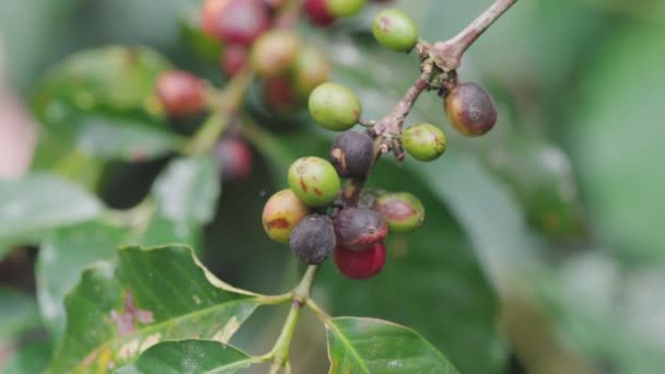 Daño Marrón Por Antracnosis Baya Café Árabe Enfermedades Las Plantas — Vídeo de stock