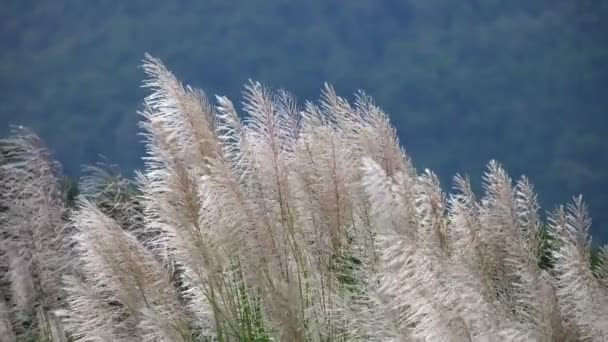 Zilver Gras Waait Wind Met Blauwe Achtergrond — Stockvideo
