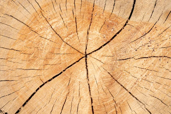 Anillos Textura Con Grietas Madera Cortada Rodajas Para Fondo — Foto de Stock