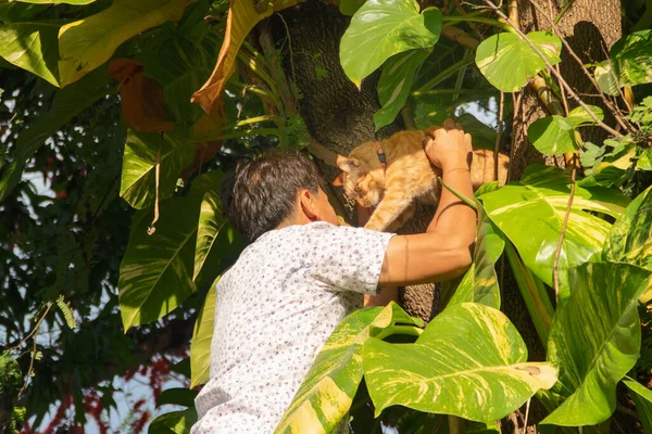Człowiek Ratuje Kota Tkwiącego Drzewie Kota Drzewie Kota Tarapatach — Zdjęcie stockowe