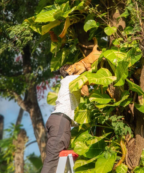 Człowiek Ratuje Kota Tkwiącego Drzewie Kota Drzewie Kota Tarapatach — Zdjęcie stockowe