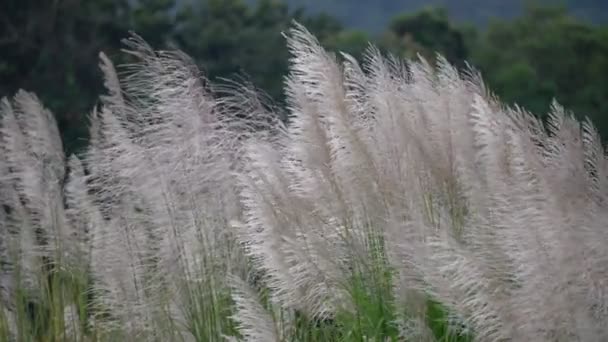 Zilver Gras Waait Wind Met Blauwe Achtergrond — Stockvideo