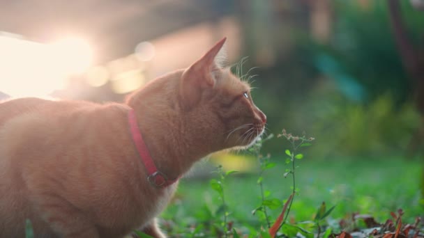Zázvor Kočka Relaxovat Skákání Zahradě — Stock video