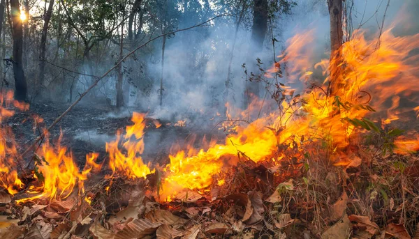 Desastre Fogo Floresta Tropical Causado Por Humanos — Fotografia de Stock