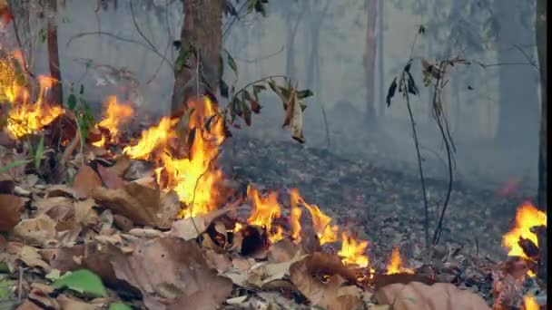 Katastrofa Pożarowa Płonie Lasach Tropikalnych Spowodowana Przez Człowieka — Wideo stockowe