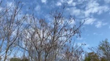 Güneydoğu Asya 'da yaz gelmeden önce tropikal bir orman..