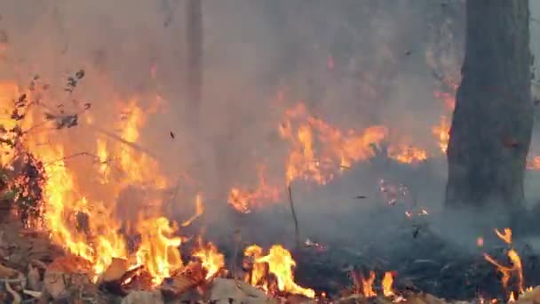 Une Catastrophe Provoquée Par Incendie Forêt Tropicale Causée Par Homme — Video