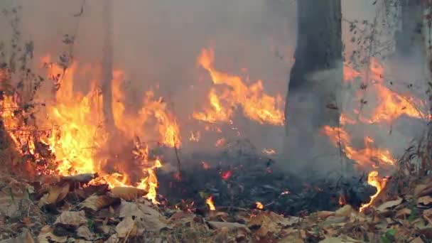 Wildfire Katastrof Brinner Tropisk Skog Orsakad Människan — Stockvideo