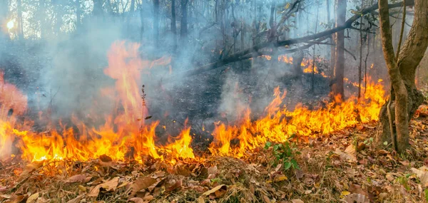 Nsan Kaynaklı Tropikal Ormanda Yangın Felaketi — Stok fotoğraf