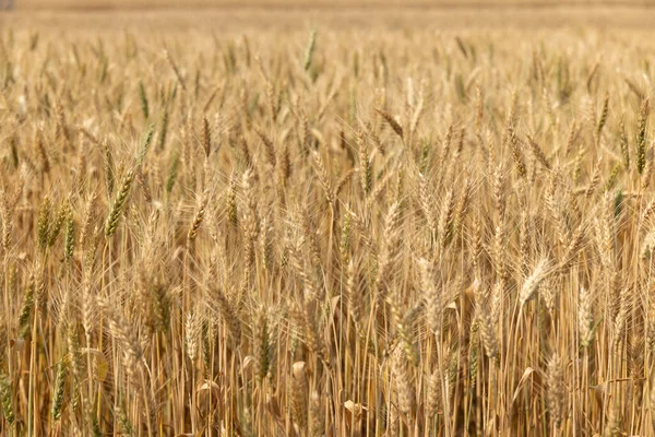 Trockener Gelber Weizen Auf Dem Feld Bereit Für Die Ernte — Stockfoto