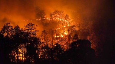 Wildfire disaster in tropical forest caused by human clipart
