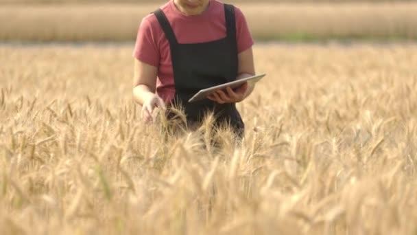 Фермеры Среднего Возраста Проверяют Качество Анализируют Растения Ячменя Местах — стоковое видео
