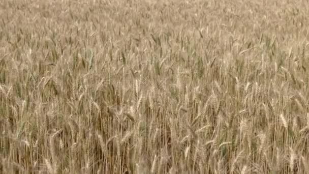 田里的干黄色小麦准备收割 — 图库视频影像