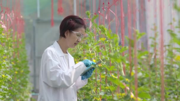 农业科学家正在对温室里的甜瓜进行质量检测和植物分析 — 图库视频影像