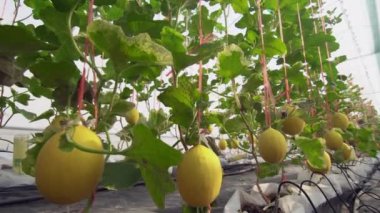 Serada damlalık sulama sistemi olan sarı kavun.