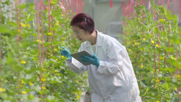 农业科学家正在对温室里的甜瓜进行质量检测和植物分析 — 图库视频影像