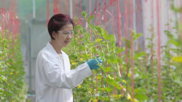 Cientistas Agrícolas Estão Verificando Qualidade Analisando Plantas Melão Casa Vegetação — Vídeo de Stock