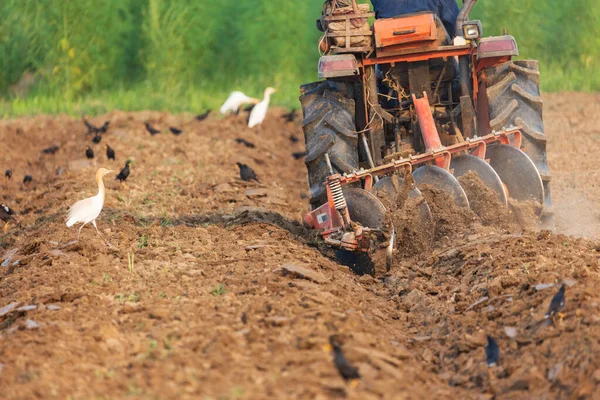 Traktor Bestellt Feld Zur Vorbereitung Von Ackerland — Stockfoto