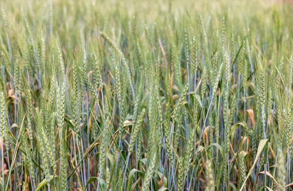 Grüner Weizen Auf Dem Feld Bereit Für Die Ernte — Stockfoto