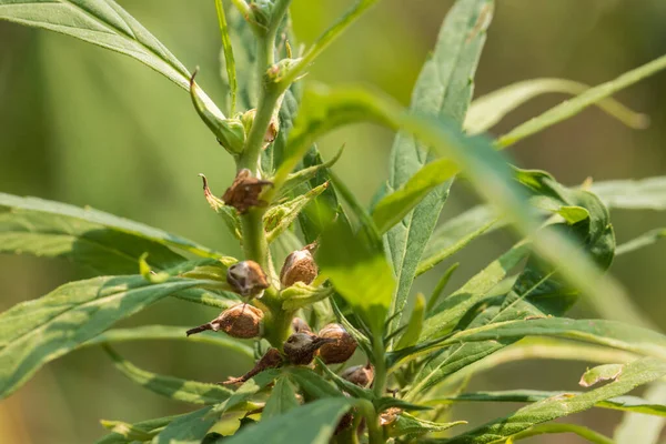 Rijp Cannabiszaden Voor Cbd Olie Hennepzaadolie Extract — Stockfoto